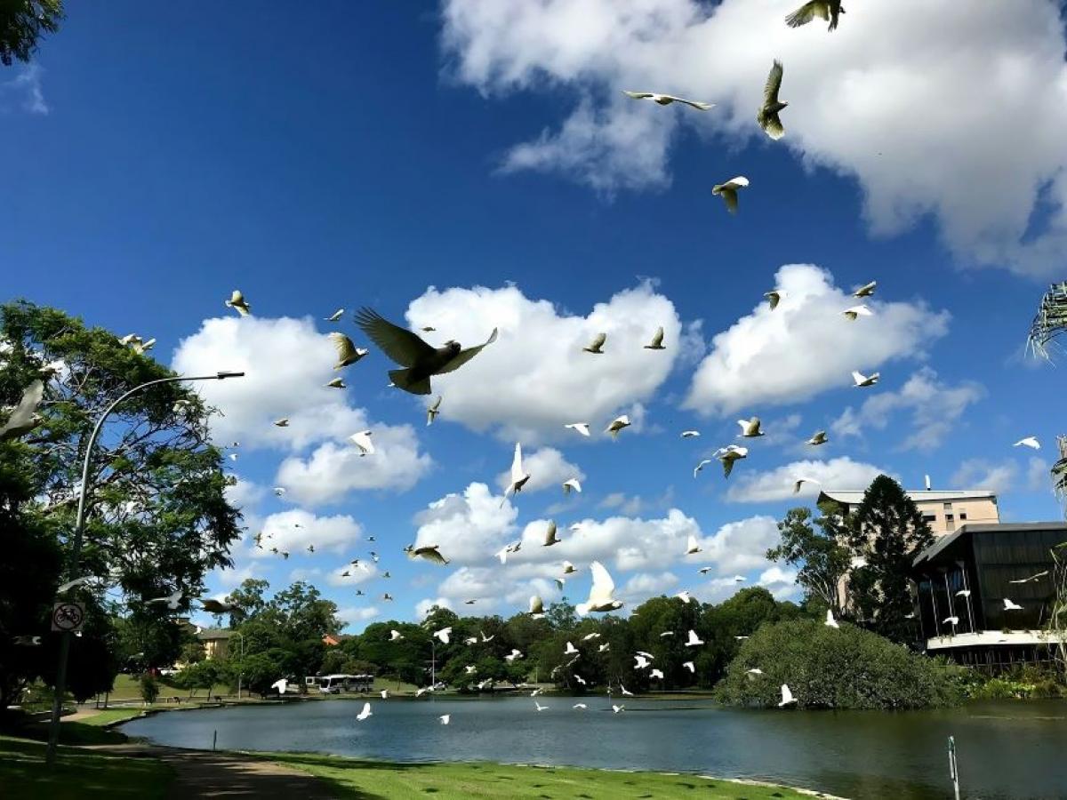 Name of artwork: Stray Birds
