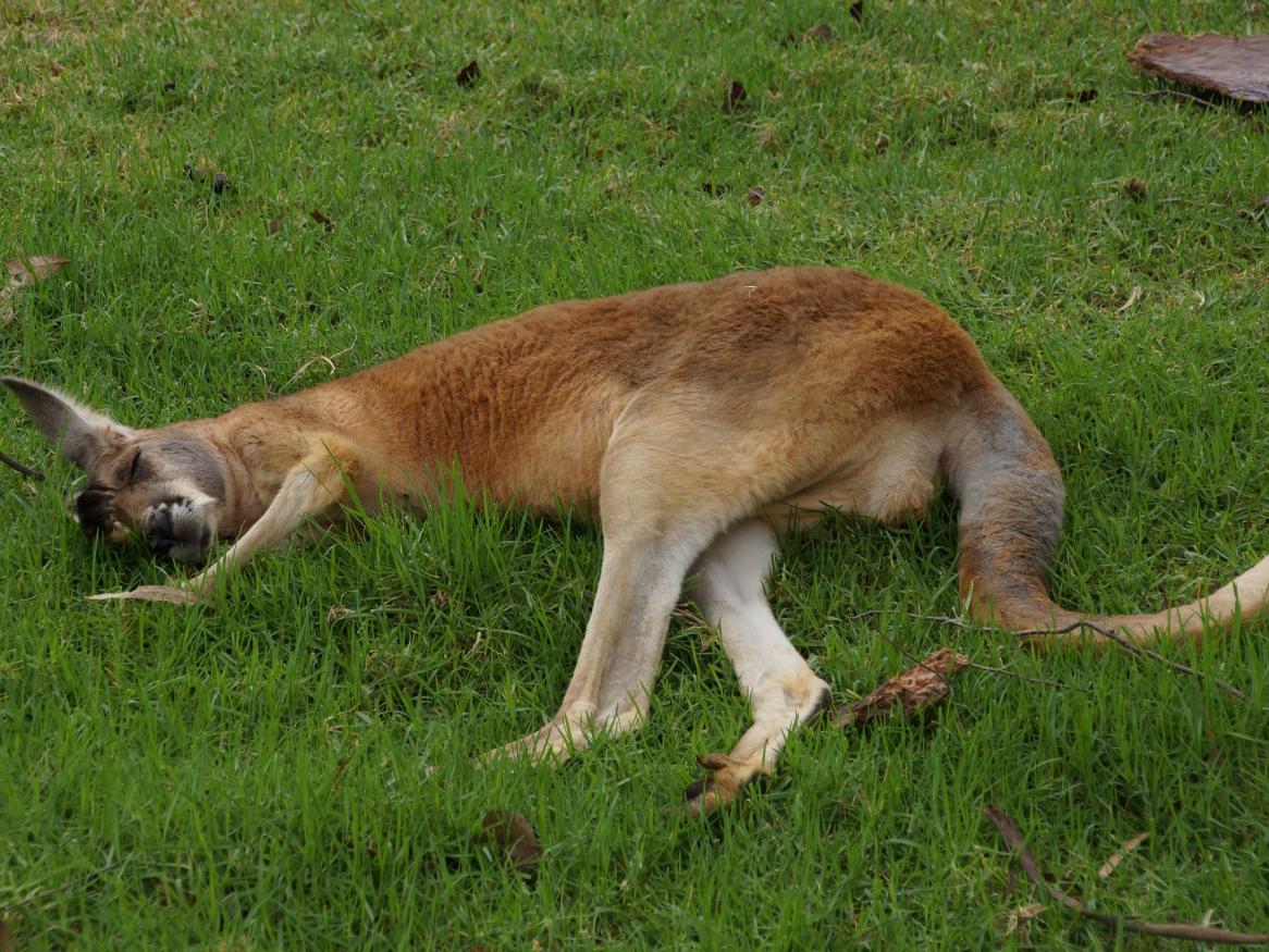 kangaroo sleeping image - links to sleep better page
