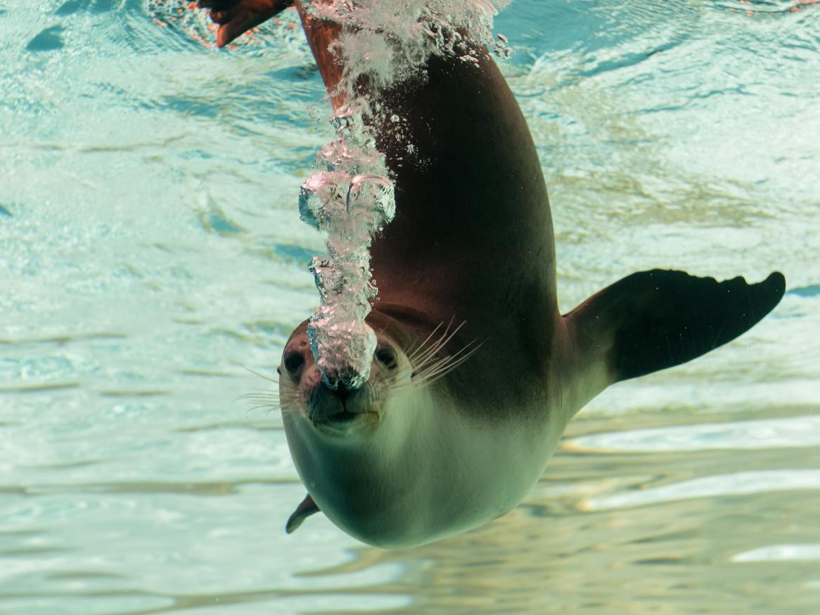 seal swimming image - links to exercise page