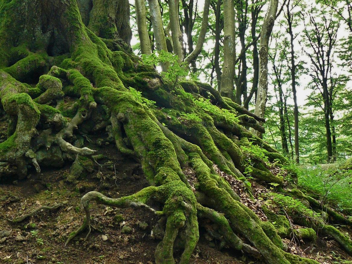 tree image - links to disability page