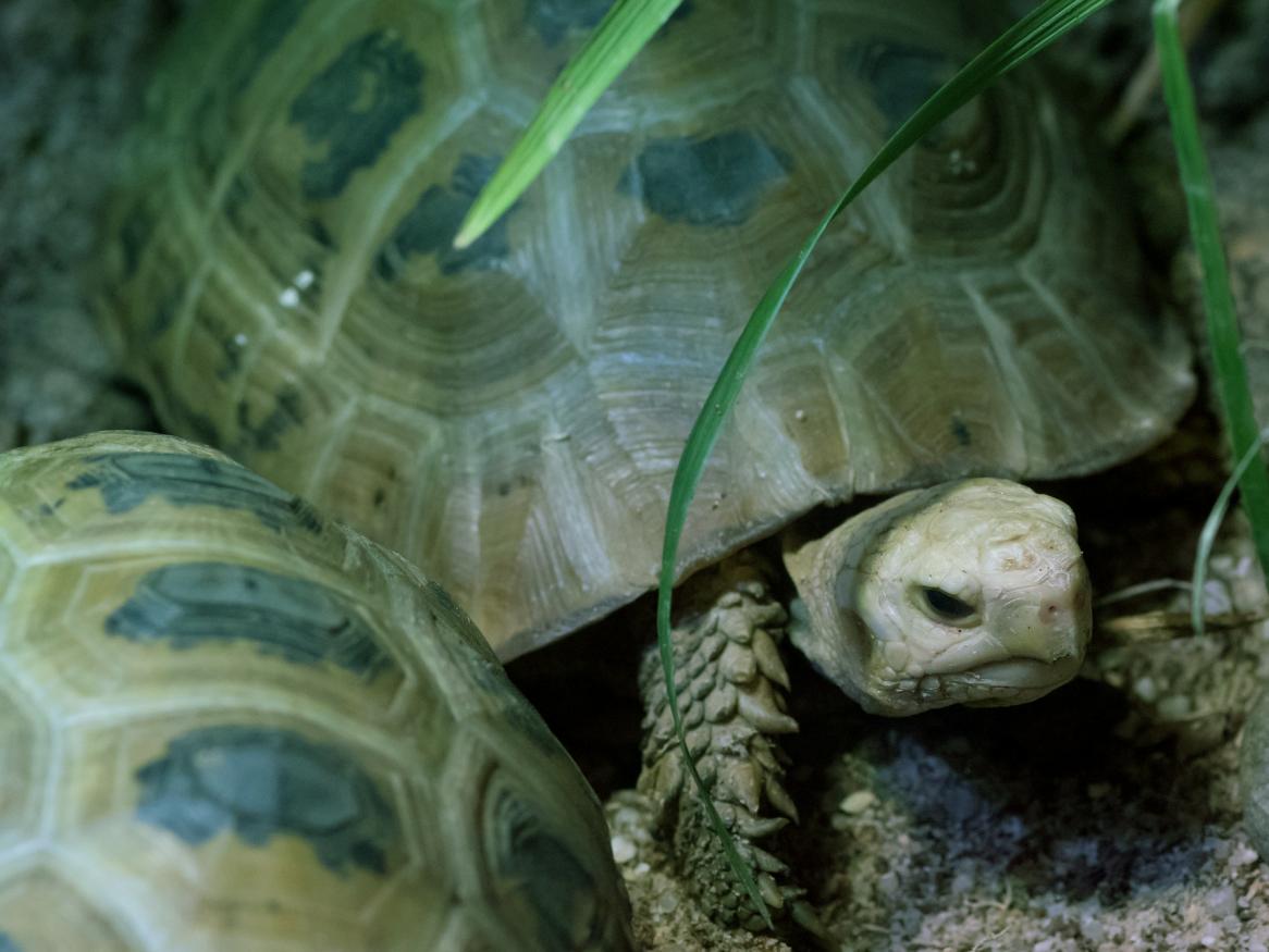 turtle image - links to body image page