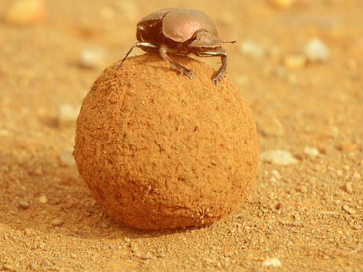 dung beetle image - links to 'support at uni' page