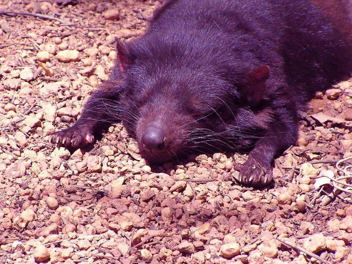 tassie devil relaxing graphic - links to 'meditation' page