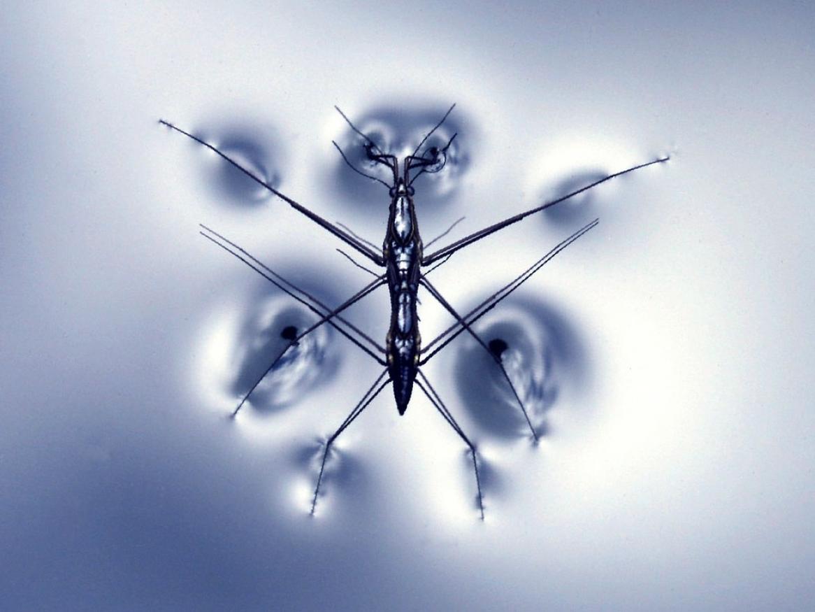 image of a water strider on the water - links to anxiety & stress page