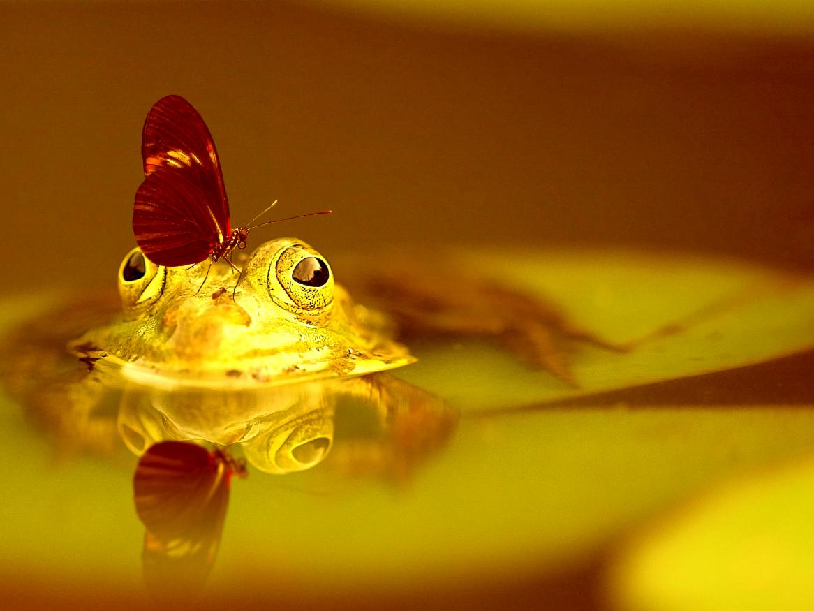 butterfly on a frog - image