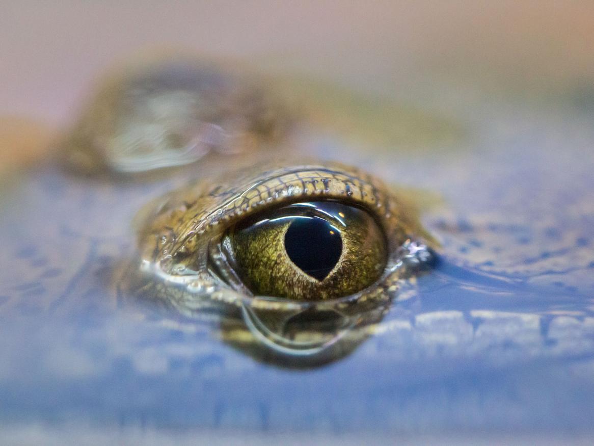 crocodile eye - image