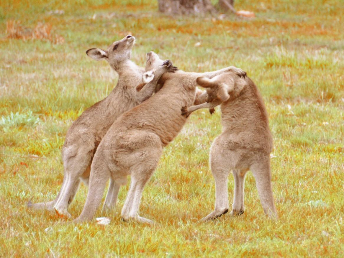 three kangaroos fighting - image