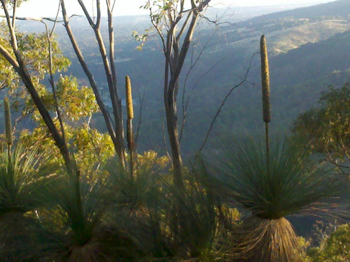 yakka plant image