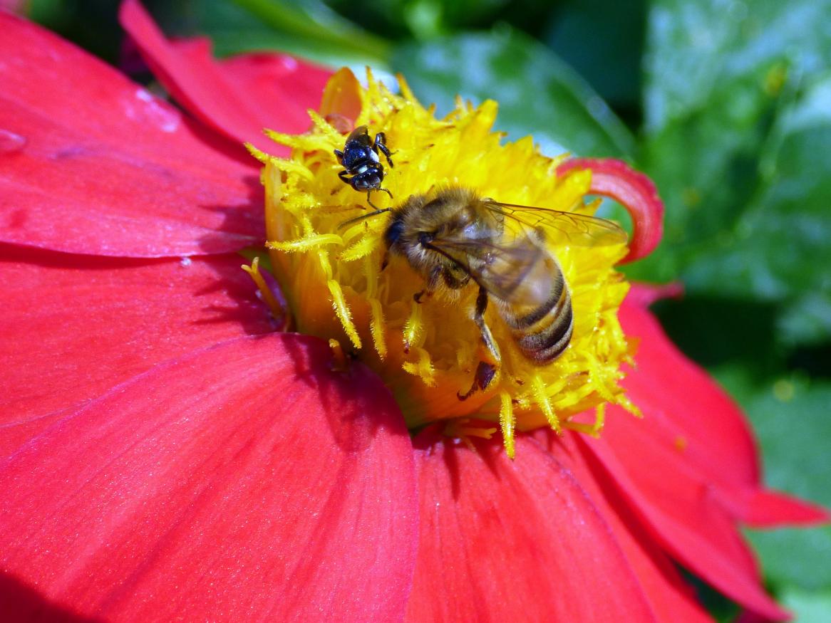 bee on red flower image