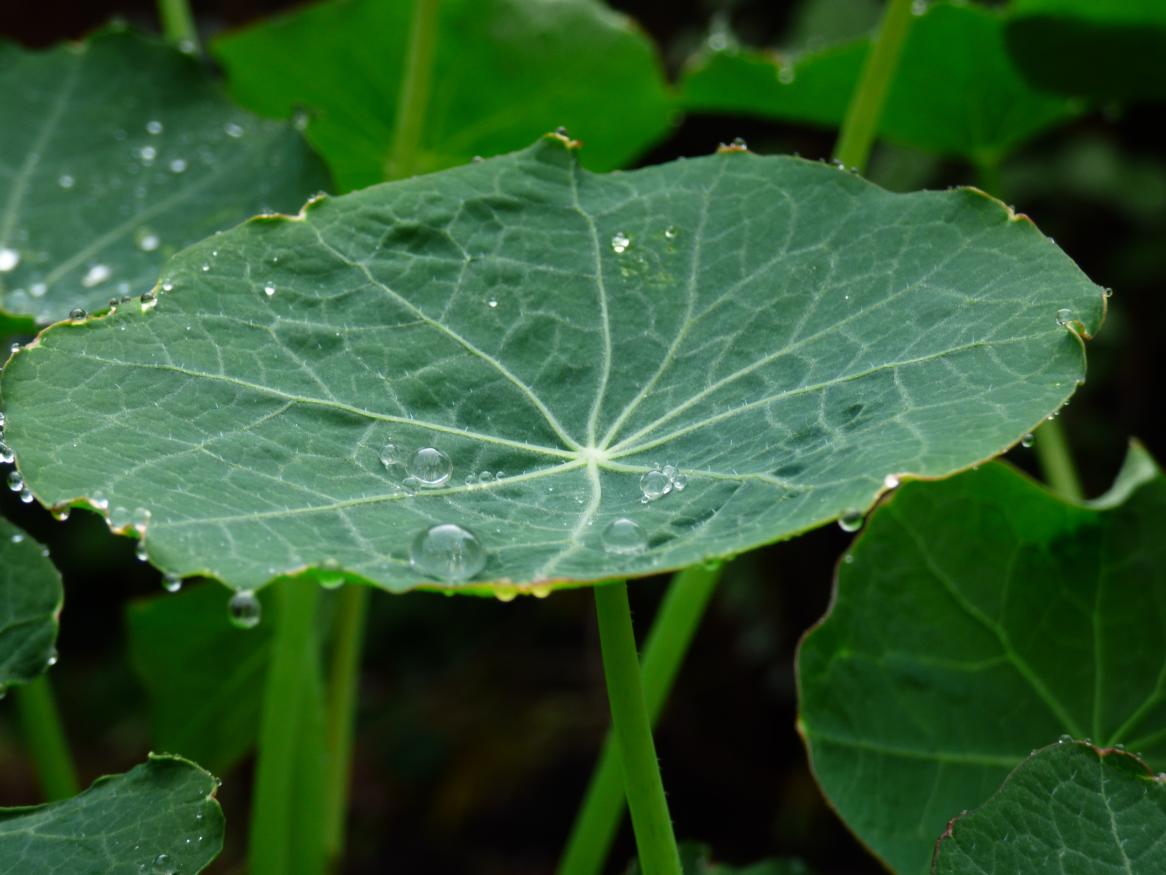 A lilypad with water droplets