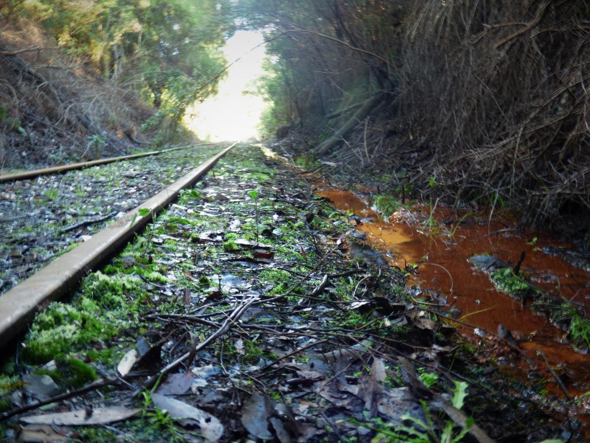 A traintrack in a forest