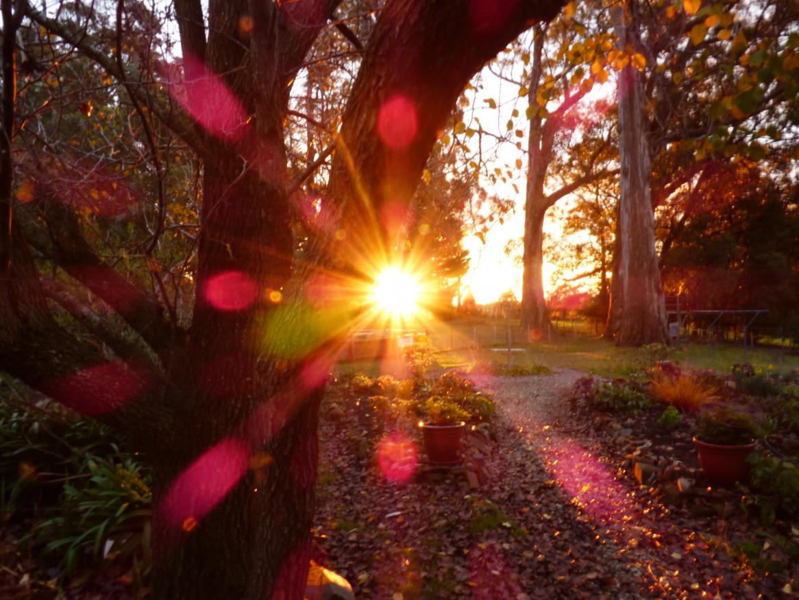 Sunset over a tree