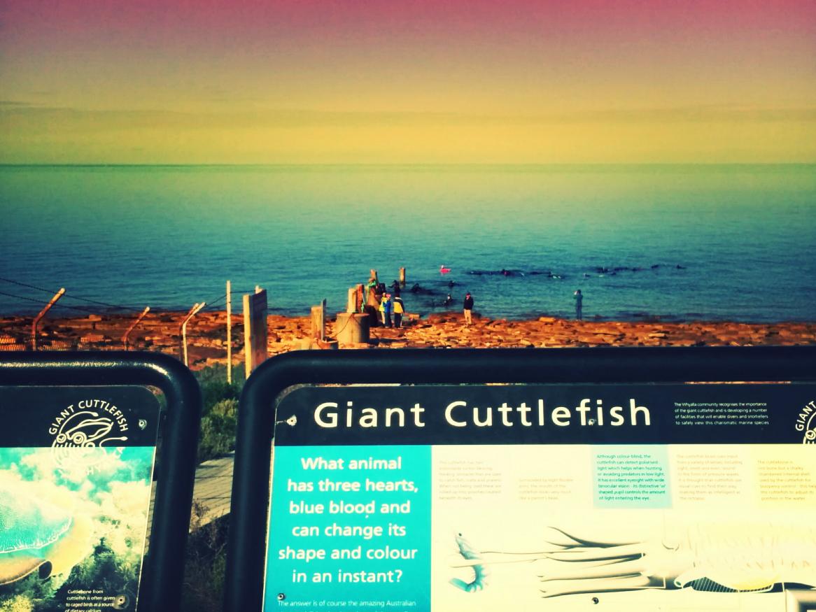 Giant Cuttlefish off Stony Point