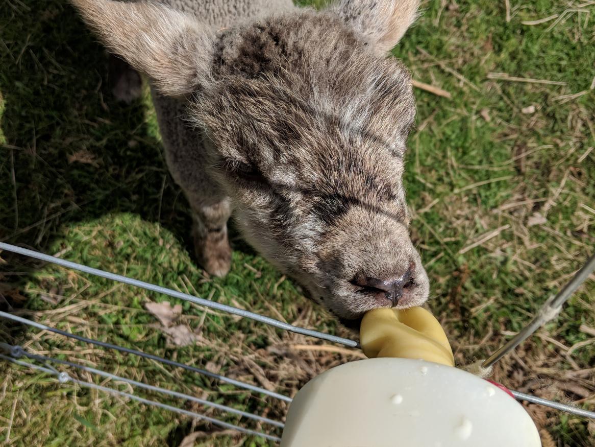 A lamb bottle feeding