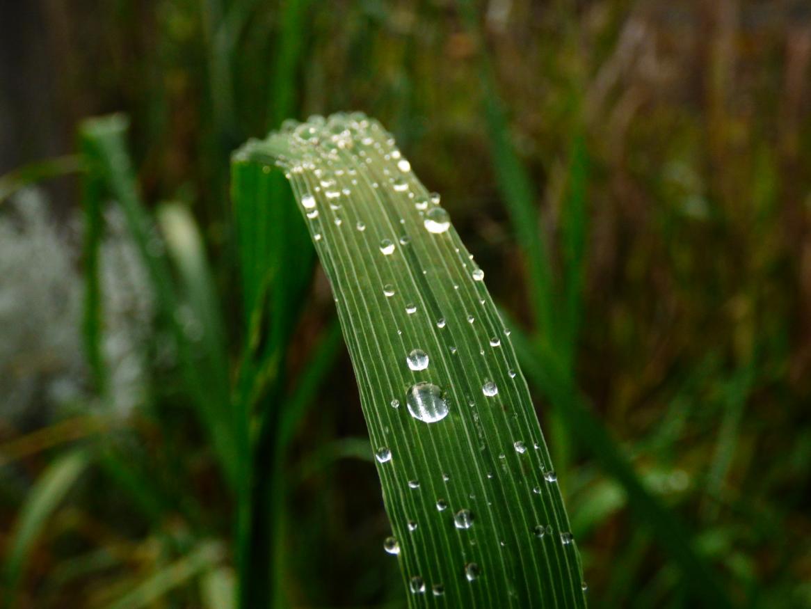 A blade of grass