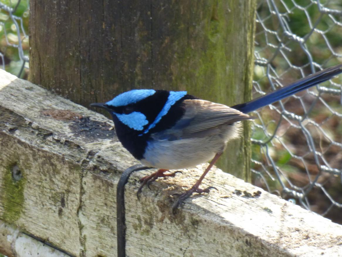 A blue wren sits on a log