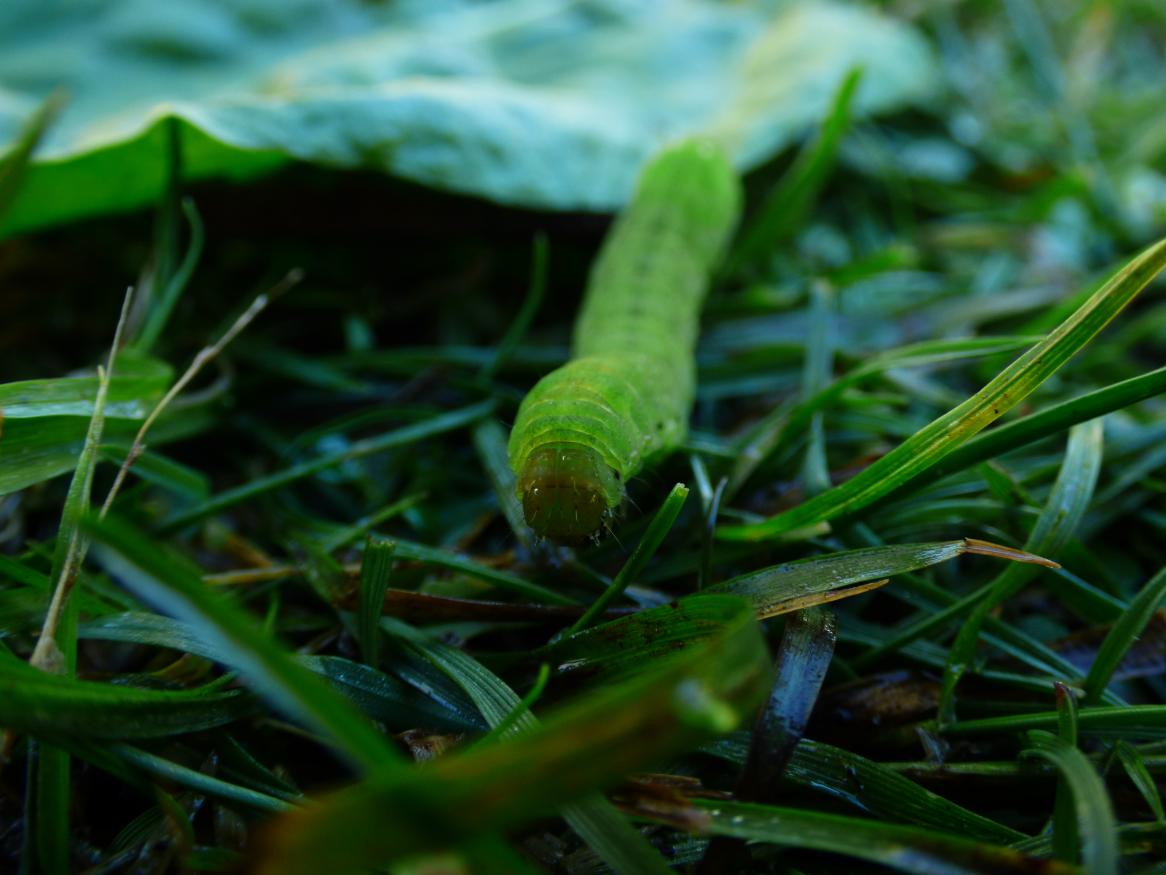 A caterpillar in the grass