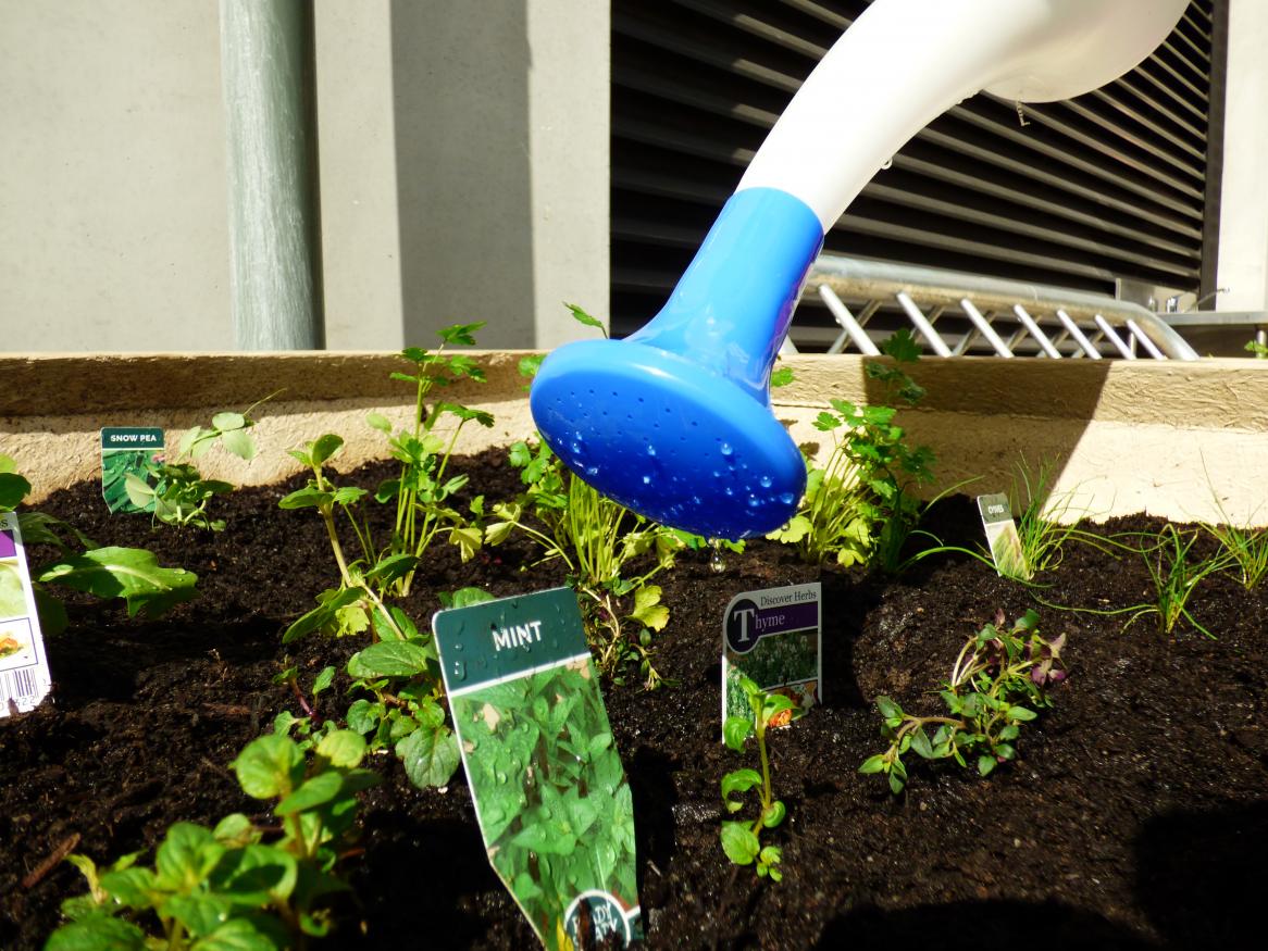 Watering a garden bed