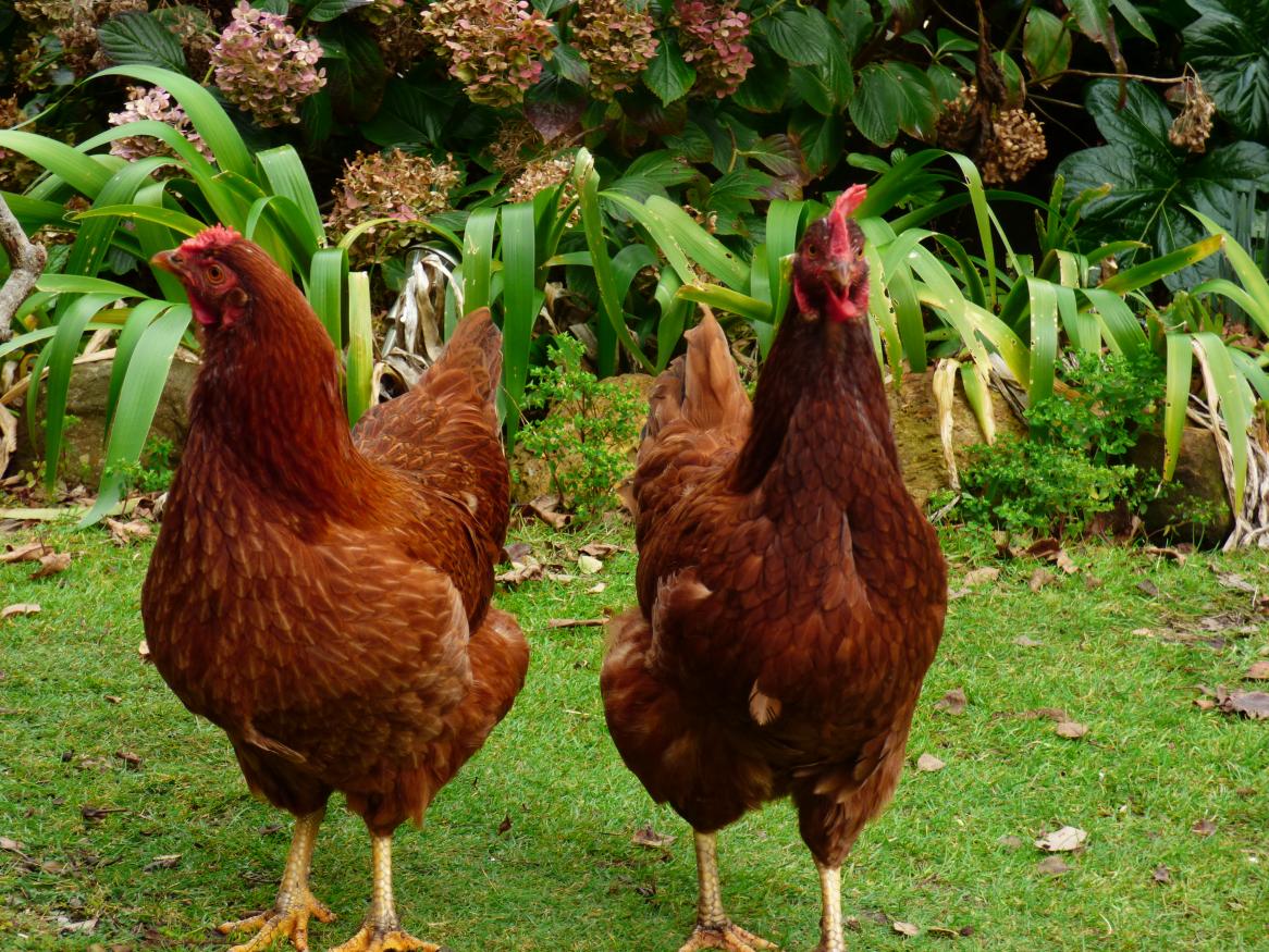 Two chickens standing 