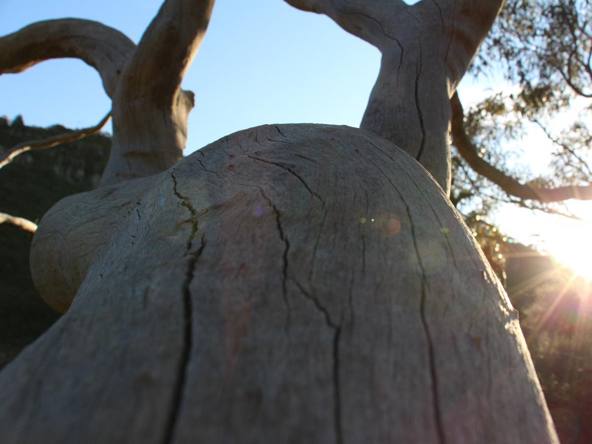 The sunsets over a tree branch