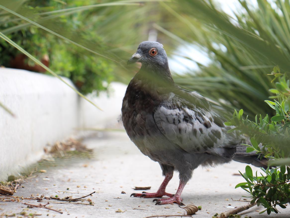 A scraggly pigeon