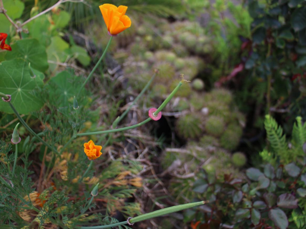 Garden flowers