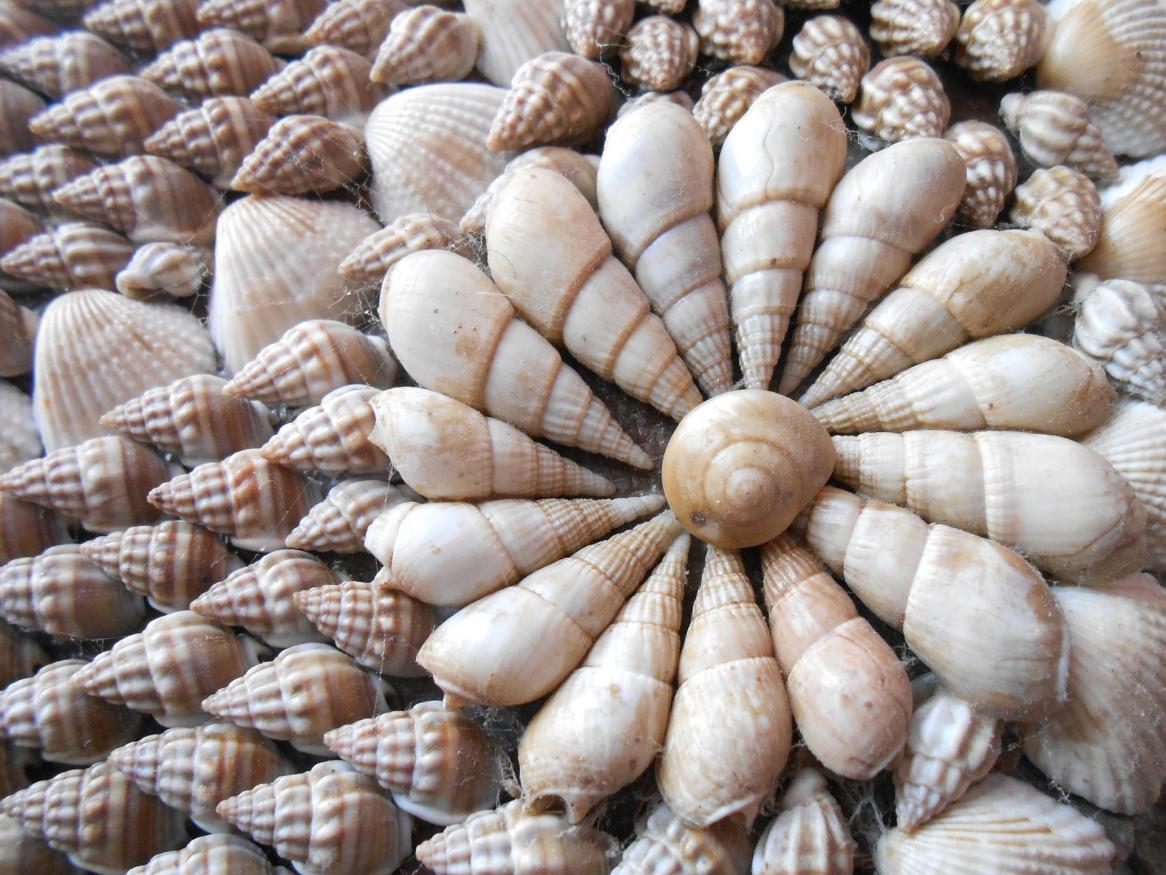 shell collection image