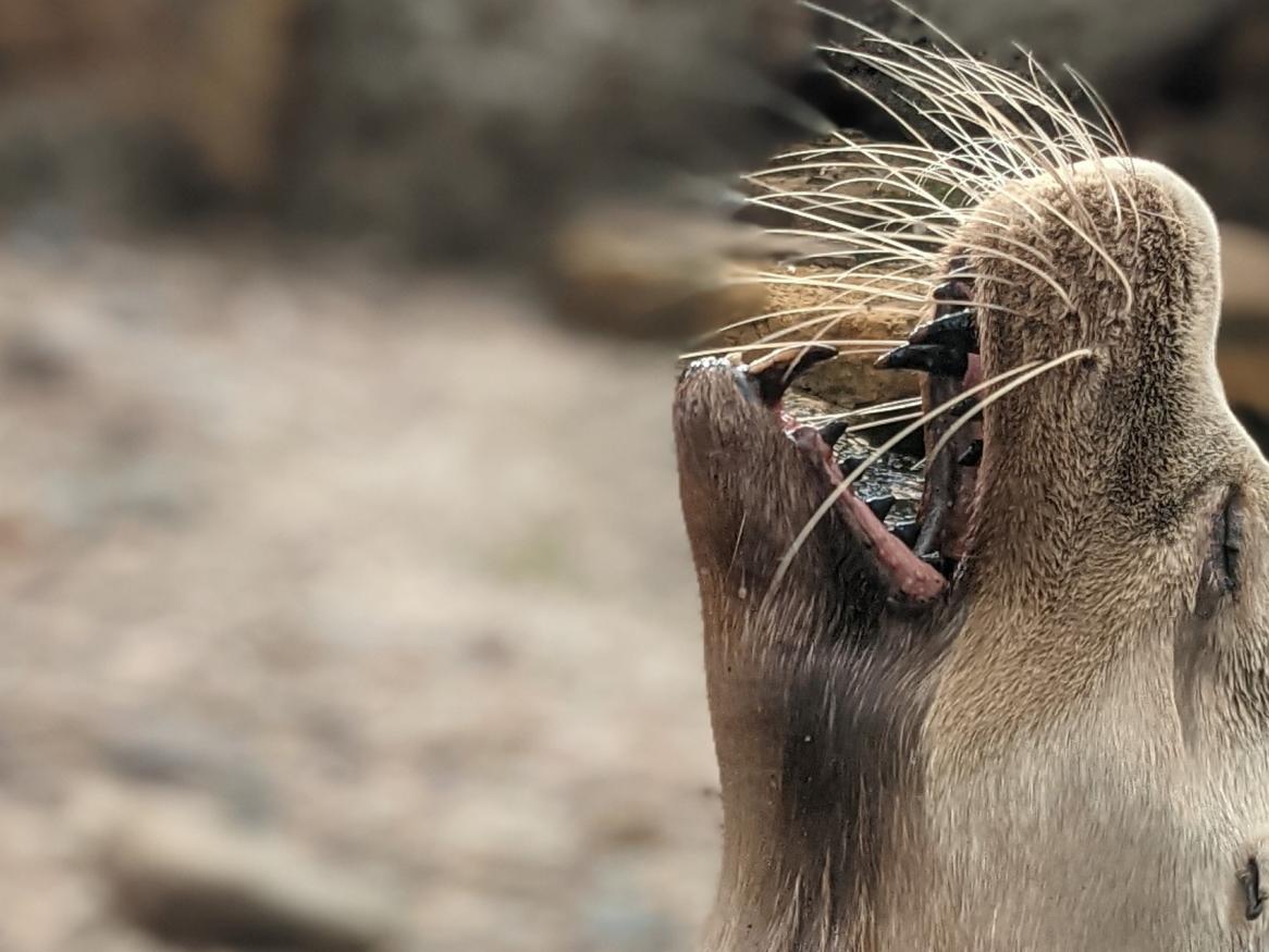 Sea lion roar