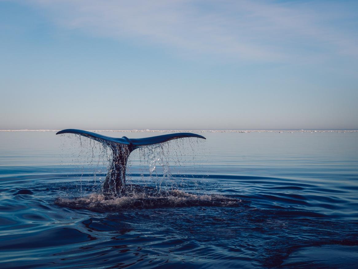 Whale tail diving