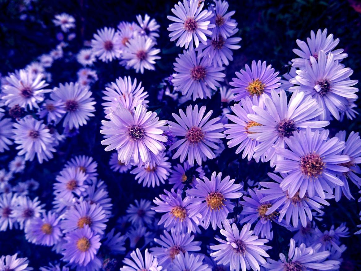 Purple flowers