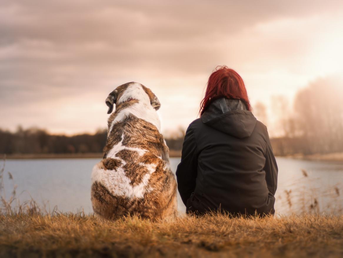 A dog sits with its owner