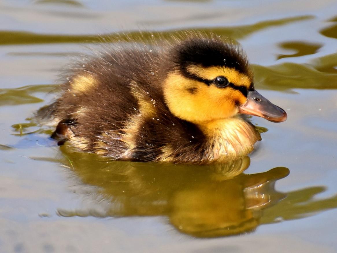 Duckling