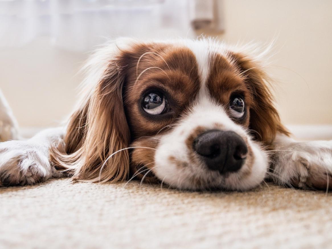 A brown and white cocker spaniel making puppy eyes