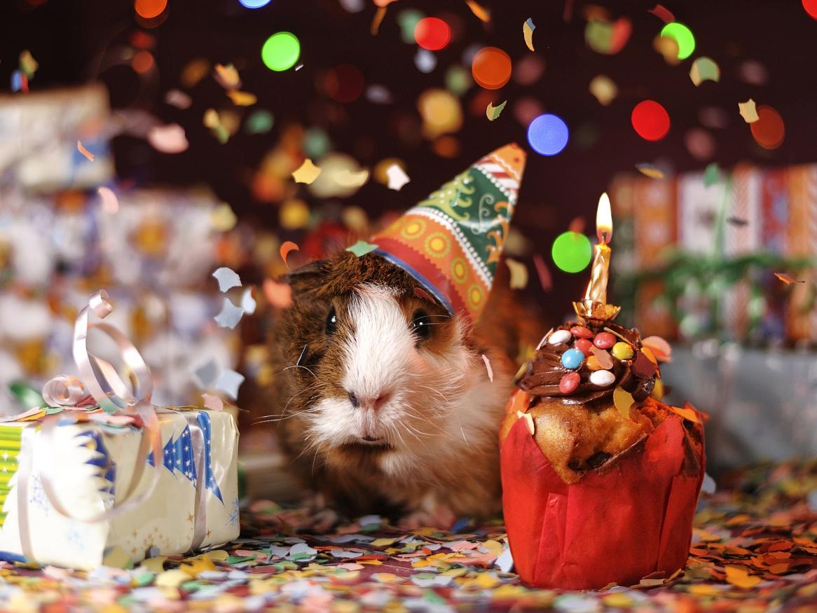 A guineapig wearing a party hat, with a cupcake and a present and confetti