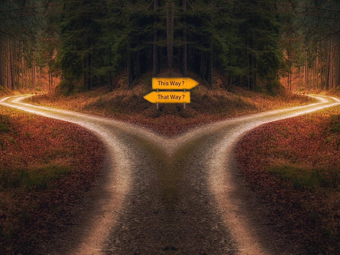 Two paths diverge on a forest track, with yellow signs, one pointing left saying 'that way' and the one right saying 'this way'