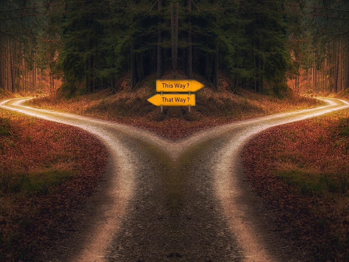 Two paths diverge on a forest track, with yellow signs, one pointing left saying 'that way' and the one right saying 'this way'