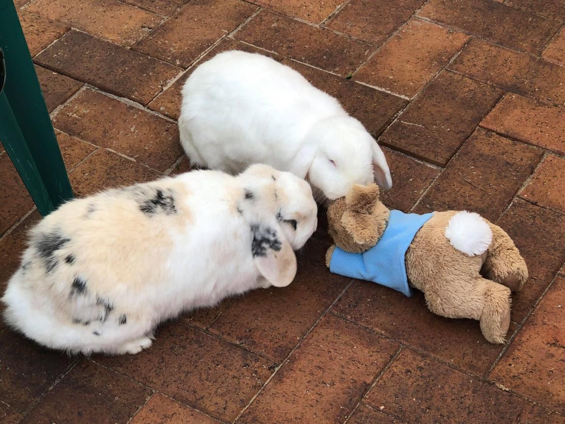 two rabbits with a third toy rabbit