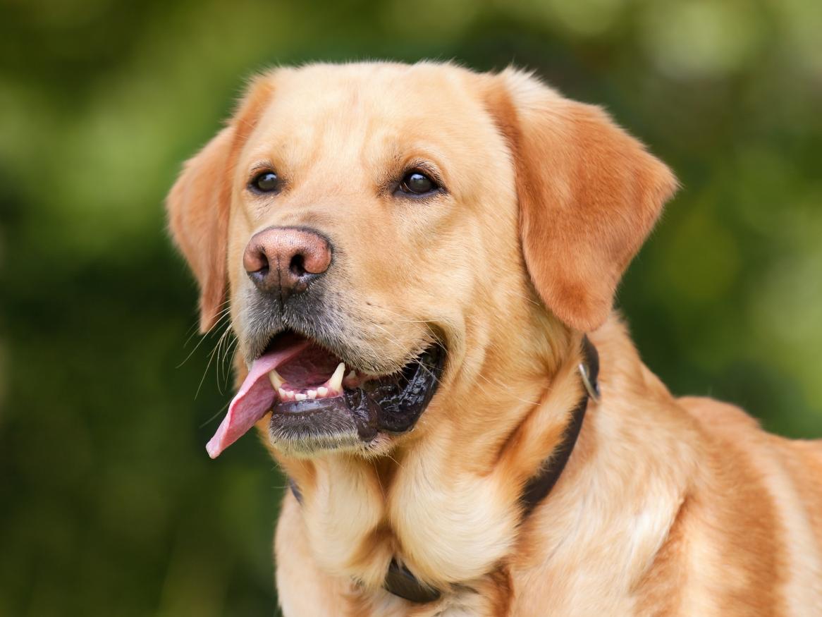 A labrador dog