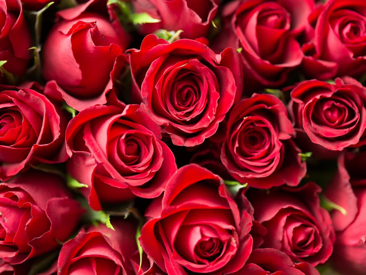 Red roses