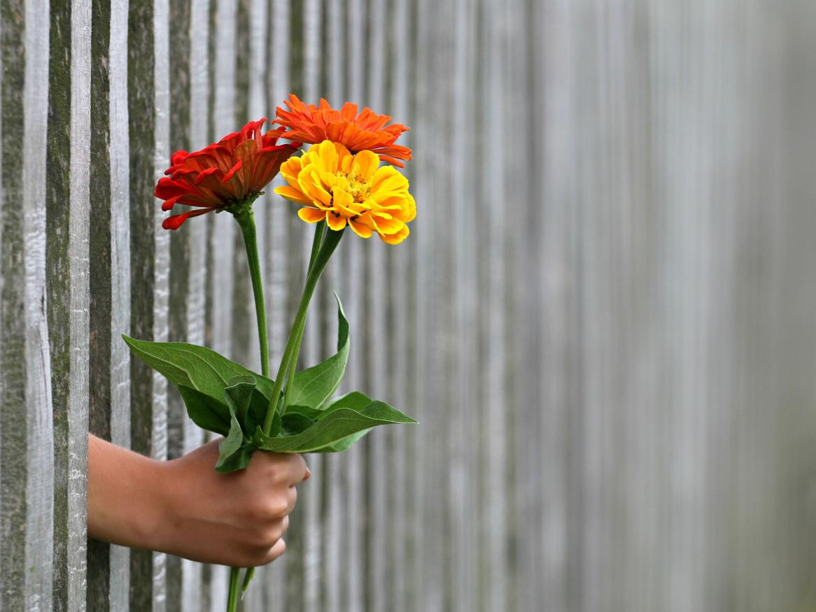 A single hand holding 3 colours flowers sticking through a wooden fence