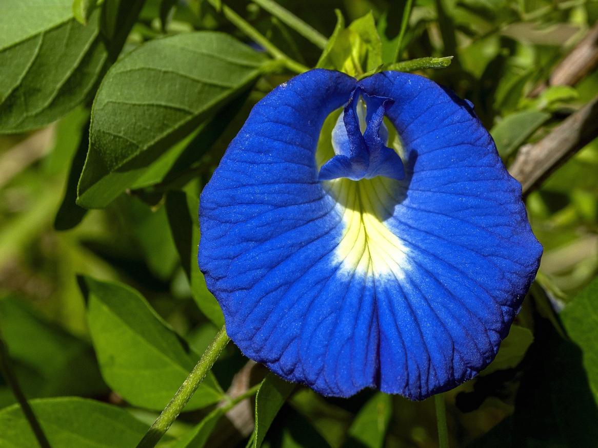 A blue butterfly pea flower