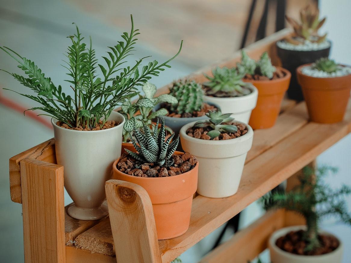 variety of small cacti and succulents in pots on a shelf