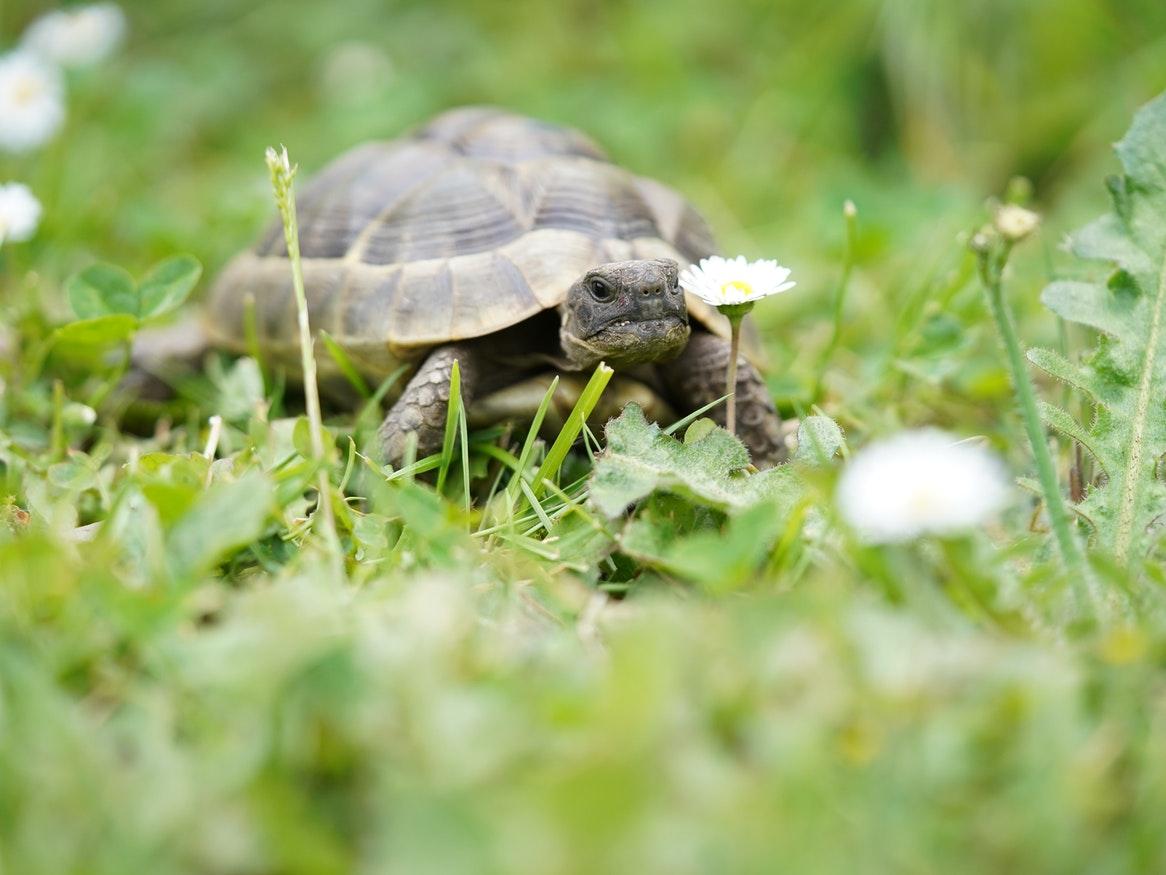 A tortoise in a field of grass with small white daisies