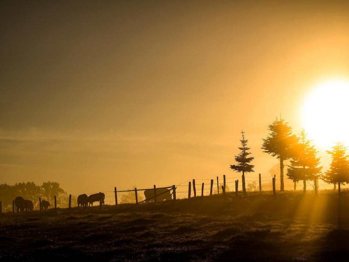sunrise landscape, golden colours with trees and cows in background