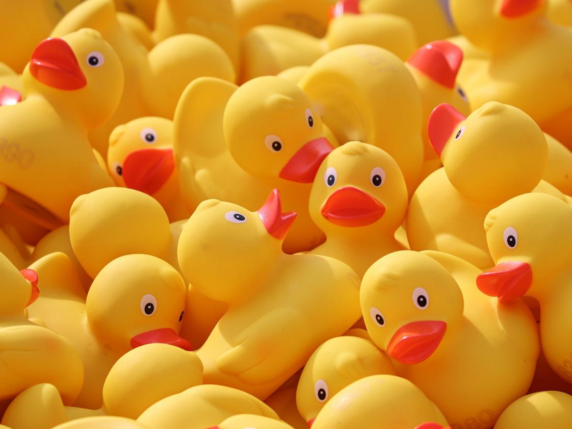 blogpic rubber ducks