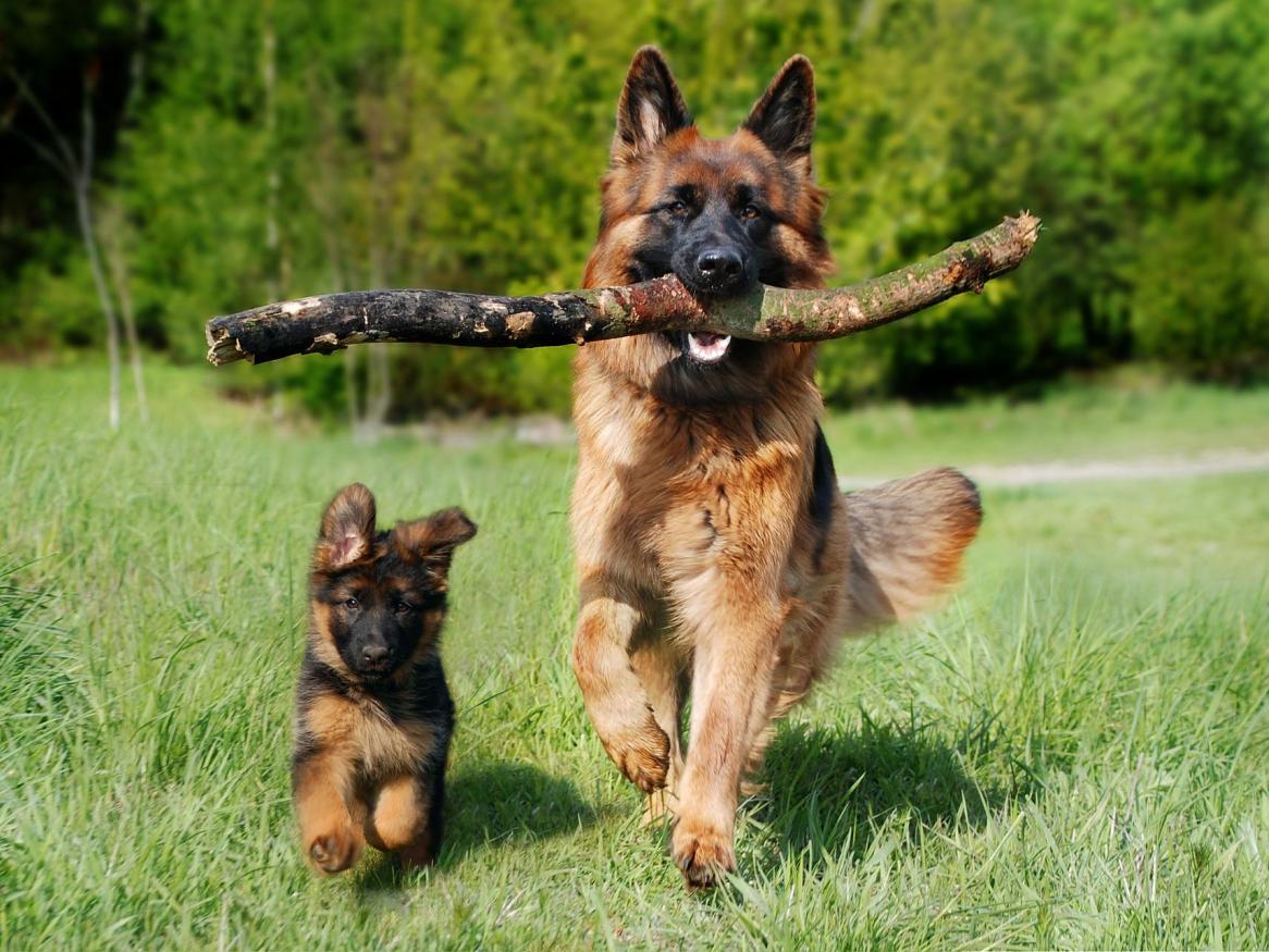 blogpic - pixabay - german shepherd