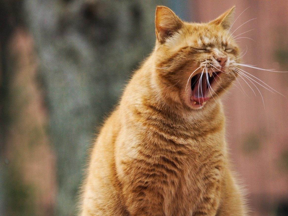 An orange cat yawns widely.