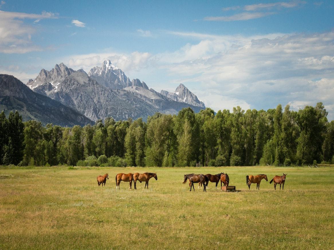 Horses in a field.