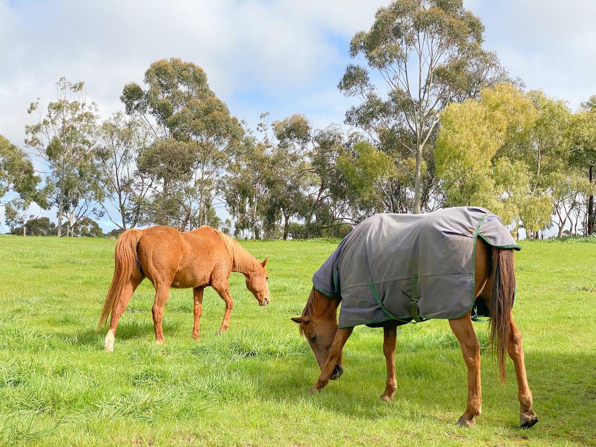 Horses eating in a field.