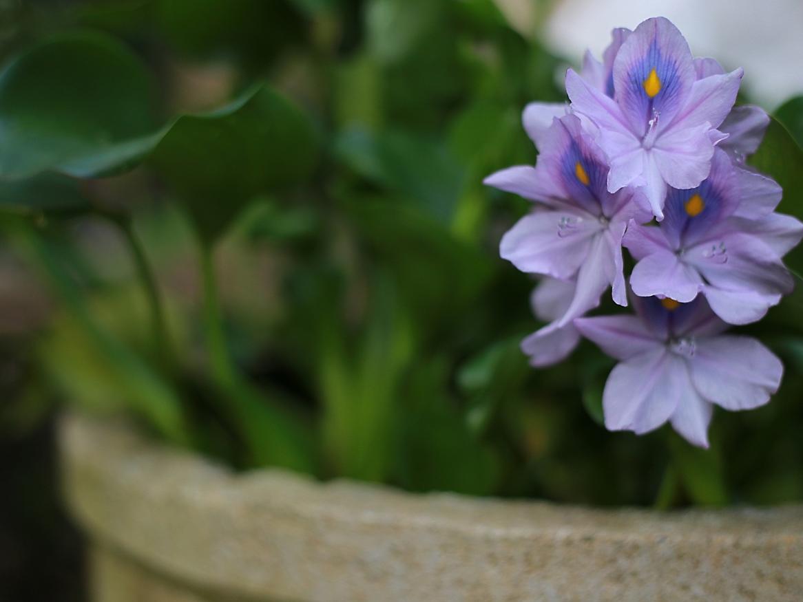 Lilac-coloured flowers in a lush green plant pot.